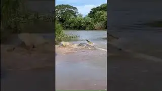 Large American crocodiles fight