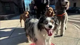 Dog Walker NYC Upper East Side 2 Hour Group Walks The K-9 Club