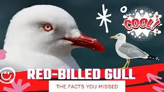 Red-billed Gull facts | Tarāpunga facts