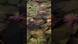 l need a break:The break🪷🙌#Trending #veido #Viral