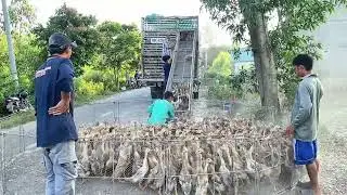 How Vietnam Moves Thousands of Ducks Without Chaos &ndash; Traditional Farming in Perfect Sync