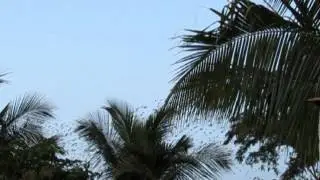 Rosy Starlings in Slow Motion - Part 2