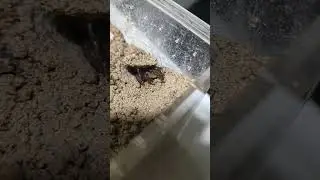 Spiny Trapdoor Spider feeding/4 (idiosoma rhaphiduca) #australia #spider #ytshorts #furry