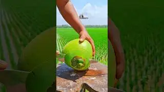 fresh coconut peeling on the edge of the rice field ASMR