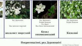Покритонасінні, ряд Дереноцвіті angiosperms Кизил жасмин тихоокеанський коуса Cornales Telecasted