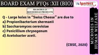 Large holes in &ldquo;Swiss Cheese&rdquo; are due to a) Propionibacterium shermanii b) Saccharomyces cerevisi...