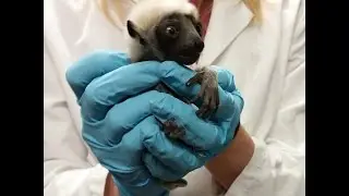 New baby born during winter storm at the Duke Lemur Center