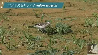 冬羽のツメナガセキレイ / Yellow wagtail in winter plumage