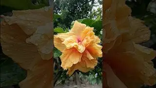 Beautiful Hibiscus Flowers video !! Home Gardening #flowers #hibiscus #garden #youtubeshorts #viral