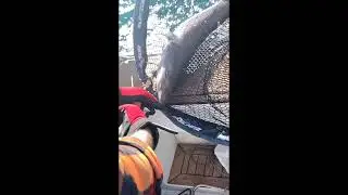 Dog Fish Returned safely. Part of the video is in slow motion.