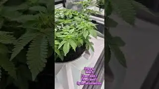 Grape OG by the Cali connection, week 8, flower week2, flower day 5