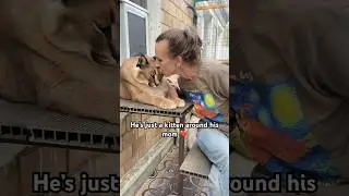 Big Cat is just a Kitten around his Mom ❤️