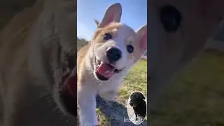 So Cute 🐶❤ | My dog blacky #shorts #ytshort #funnyshorts #itsblacky #trending #shortviral #comedy