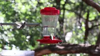 slow motion humming birds- Abilene State Park