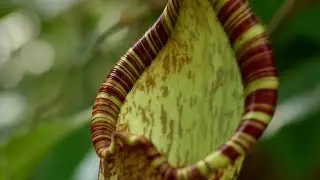 When Plants Charge Rent | Mutualism in pitcher plants