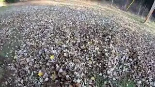 Fall leaves Cleanup Pwalpar VLOG 11 26 2019