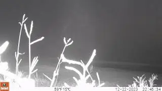 Spotted hyena on camera trap
