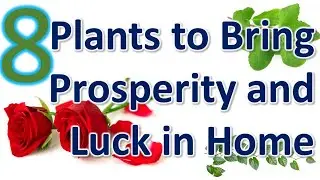 8 plants to bring prosperity and luck || By #RealityRocks