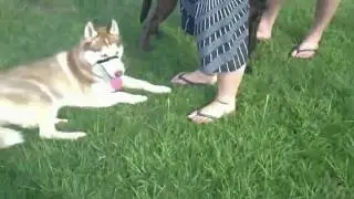 North Adelaide Dog Park  Open Day