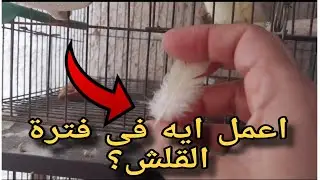 5 خطوات إجبارية لازم تعملها فى فترة القلش لطيور الزينه/لازم تعمل كدا فترة غيار الريش