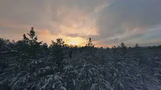 Магия зимнего леса.
