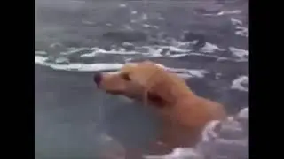 A lovely DOLPHIN saves a innocent DOG from stupid shark