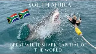 Ocean Research- Great White Shark Internship 2021