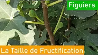 Figuier: Taille de Fructification