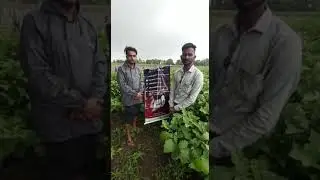 Quikon Magic on Brinjal