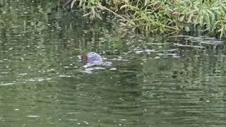 Platypus