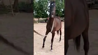 beautiful filly morni sire by stallion Badal Dhanta Dam Tabu payal stud farm rah 7096725208