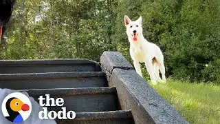 Couple Spends Months Trying To Rescue A Dog On The Run | The Dodo