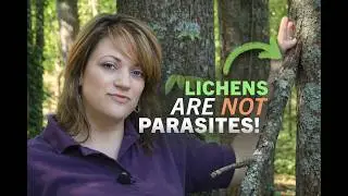 Lichens - Millie Davenport