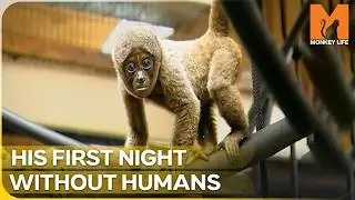 Leaving a Hand-Reared Baby Monkey to Survive Alone | Monkey Life Season 1 Episode 10