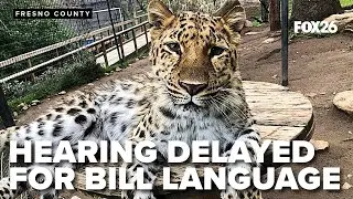 Bill preventing human contact with captive wild animals could affect Cat Haven