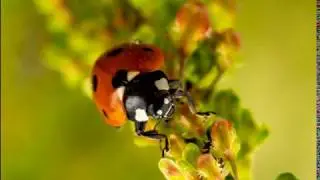 Juni 2018 - Eindr&uuml;cke aus dem Wispertaunus