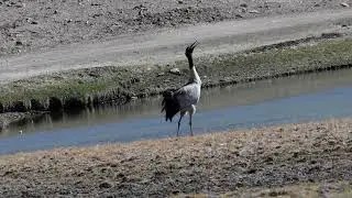 Black-necked Crane, Hanley Ladakh India.