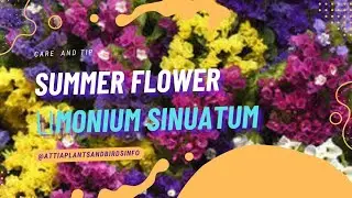 Limonium Sinuatum Flowers Care and Reported.Sea #Lavenders/#Statice/#Papery Flower