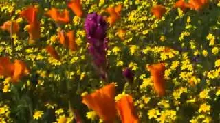 Wilderness Video