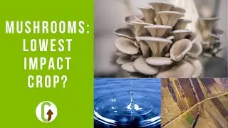 Сколько воды и энергии нужно грибам? | Выращивание грибов | GroCycle
