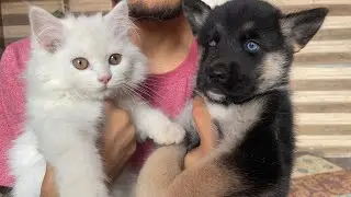 Puppy attack on cat | dog can talk part 198 | Roxycheeni | Cheeni ke puppies | Review reloaded