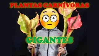 &iquest;Existen plantas carn&iacute;voras gigantes?