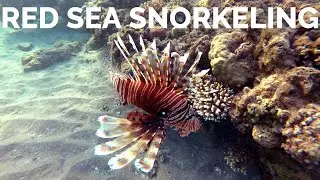 House-Reef SNORKELING Albatros Palace Resort, Hurghada 🇪🇬 (Риф Альбатрос Палас / Hausriff)