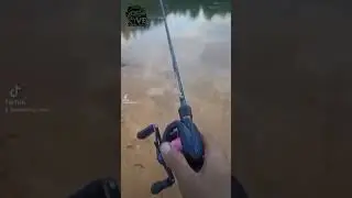 Suara Reel BC Shimano vs Zorro