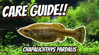 Chapalichthys pardalis, The Best Goodeid for Beginners!