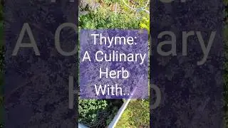 Easy To Grow Culinary Herb #food #garden #gardeningtips #thyme #herbal
