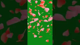 Falling of Rose petals #animation #greenscreen #vfx