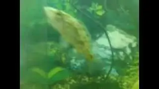 Indian Leaf Fish