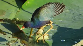 Purple Gallinule eating American Lotus