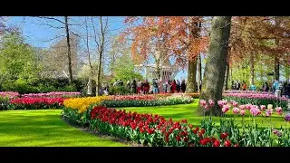 Spring Gardens 2023 | Tulips Attraction | Netherlands